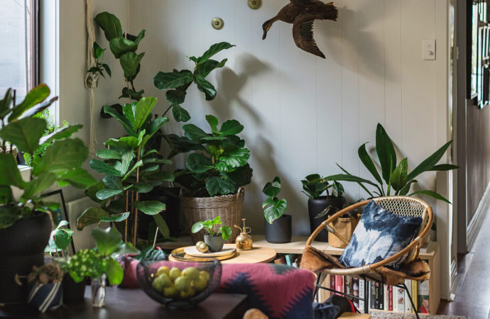 Las mejores plantas para interiores